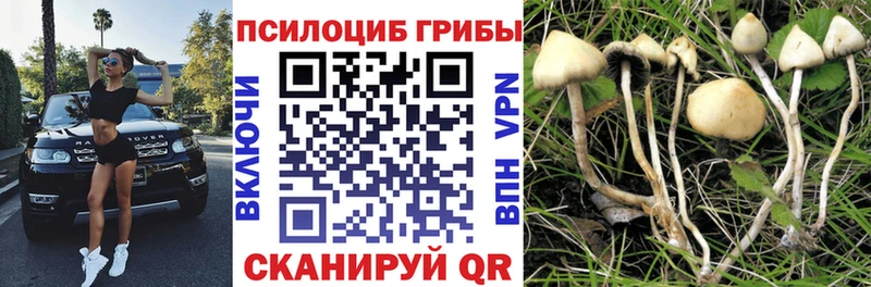 blacksprut вход закладки Суджа Галлюциногенные грибы Psilocybine cubensis